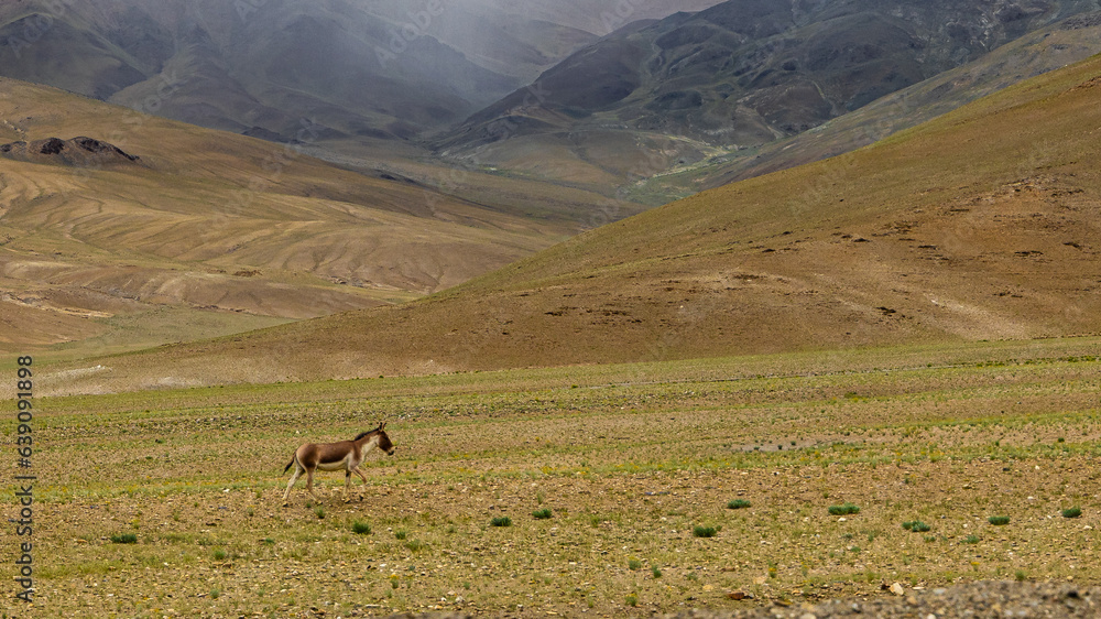 A lone kiang also known as Tibetan wild ass in the grasslands of Ladakh, India A lone kiang also known as Tibetan wild ass in the grasslands of Ladakh, India