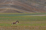 A lone kiang also known as Tibetan wild ass in the grasslands of Ladakh, India