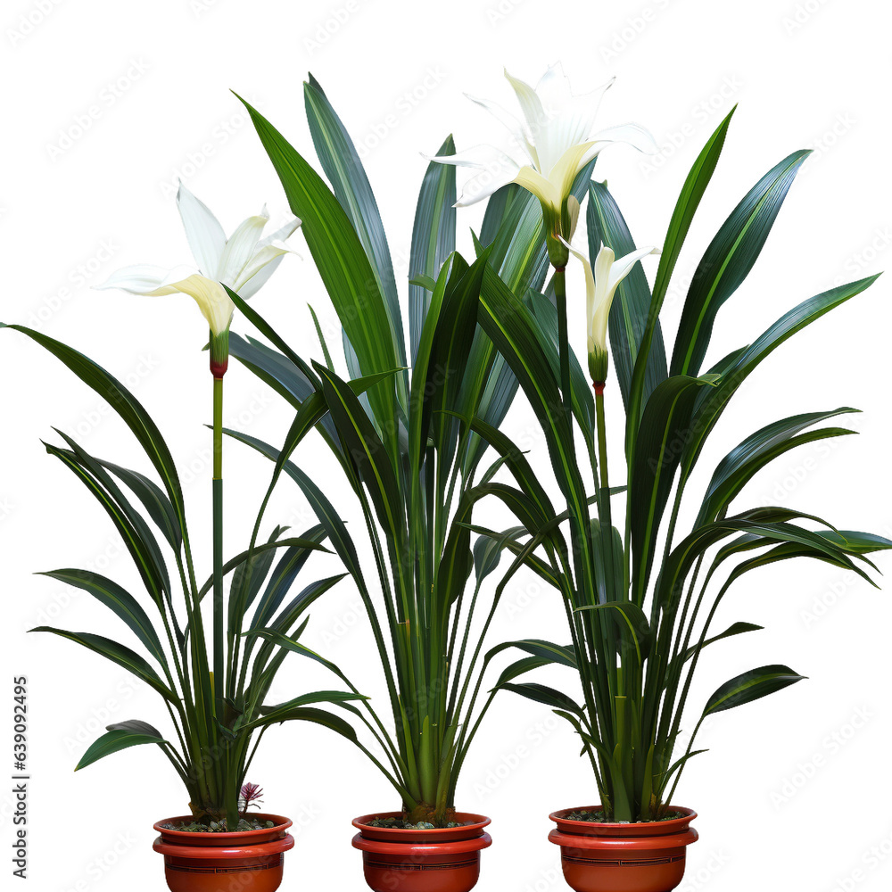 Obraz premium snowdrops in a vase Flower, plant, blossom, petal, stem, leaf, botanical, garden, nature, HD transparent background PNG Image 