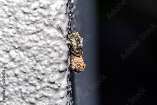 Arachnid elegance, garden orb web spider embracing cocoon on concrete wall photo
