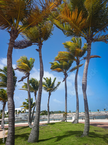 palmeras del caribe photo