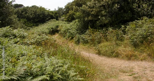 coastal path with foliage on the island of Saint Agnes at the Isles of Scilly. photo