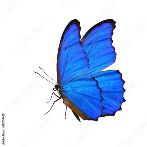Blue butterfly isolated on white. PNG File
