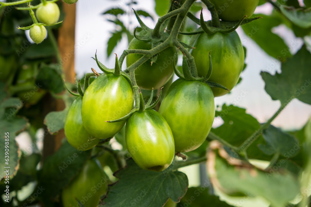 A lot of green tomatoes on a bush in a greenhouse. Tomato plants in greenhouse. Green tomatoes plantation. Organic farming, young tomato plants growth in greenhouse. A lot of green tomatoes on a bush in a greenhouse. Tomato plants in greenhouse. Green tomatoes plantation. Organic farming, young tomato plants growth in greenhouse.