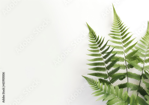 Beautiful fragile New Zealand Fern branch and fond, on a clear background, with dappled light and shadows, and bright sunshine, shot on a macro lens. The fern branch casts a shadow on the wall.