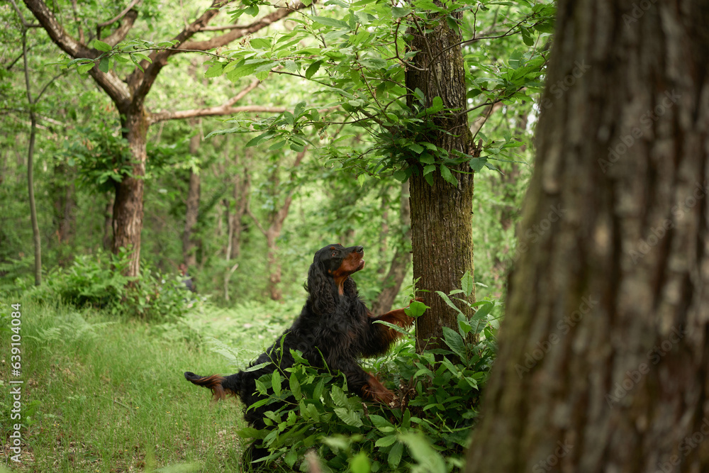 Black dog in the forest, greenery. Gordon setter outdoors in summer. Walking with a pet