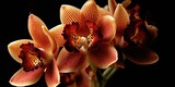 Cymbidium Burgundian Chateau orchid - orange brown orchid flowers, closeup