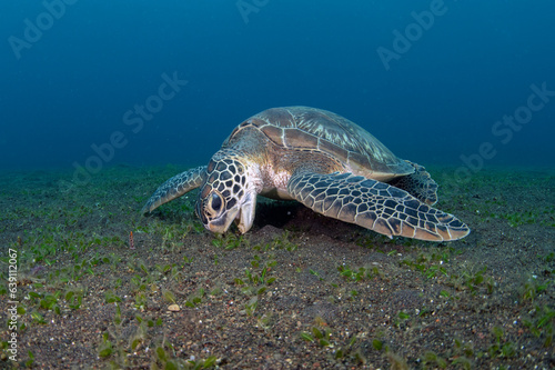 Green Turtle - Chelonia mydas feeds on the algae. Sea life of Bali, Indonesia.