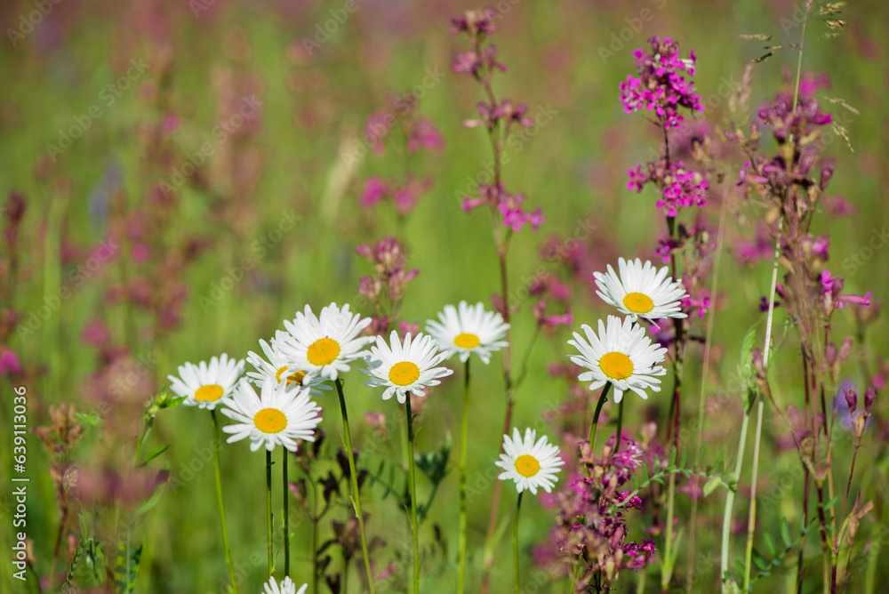 White daisies and pink herbs blossomed in the meadow. Ivan tea blooms among the forest on a sunny day in June.beautiful wildflowers background. summer nature.