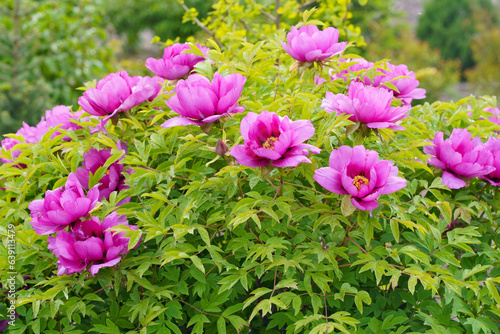 Burgundy large tree peony. Pink Flower of Tree Peony Blooming in the garden. Beautiful Petals of Paeonia sect.