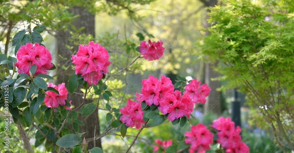 closeup on beautiful pink flowers of a rhododendron blooming in greenery park