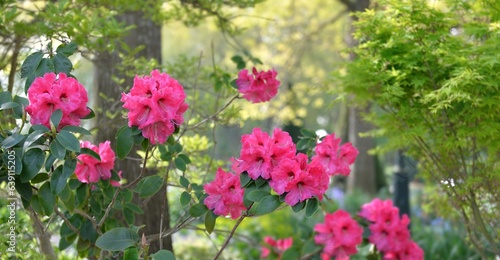 closeup on beautiful pink flowers of a rhododendron blooming in greenery park