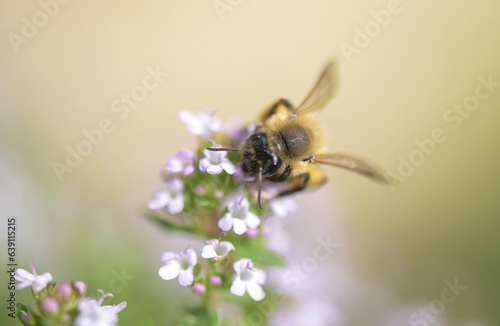 closeup on a honey bee pollinating white flowers of  thyme in a garden on blu...