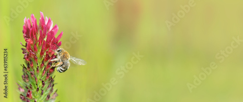 closeup on a honey bee collecting pollen on clover flower on green blurred ba...