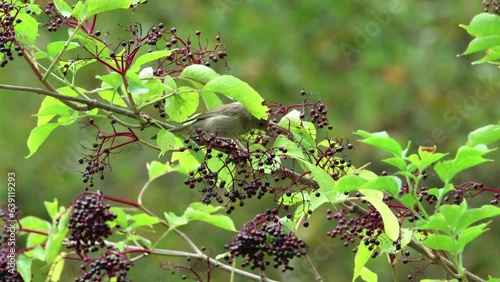 Eurasian blackcap bird perched on thin elder tree branch collecting and eating elderberries. Slow motion video of blackcap bird reaching and eating berries