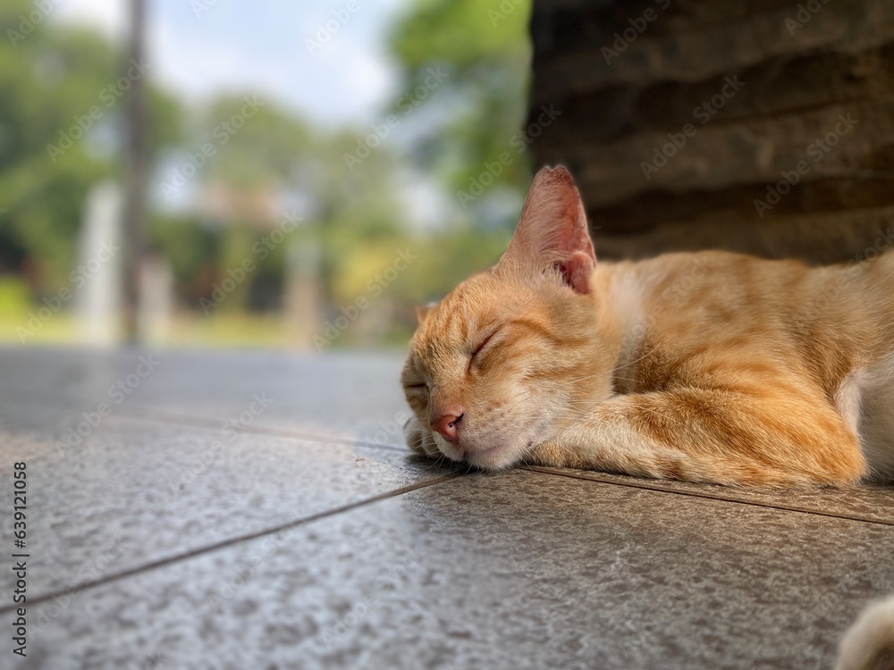 Fototapeta premium cat on the floor, sleeping
