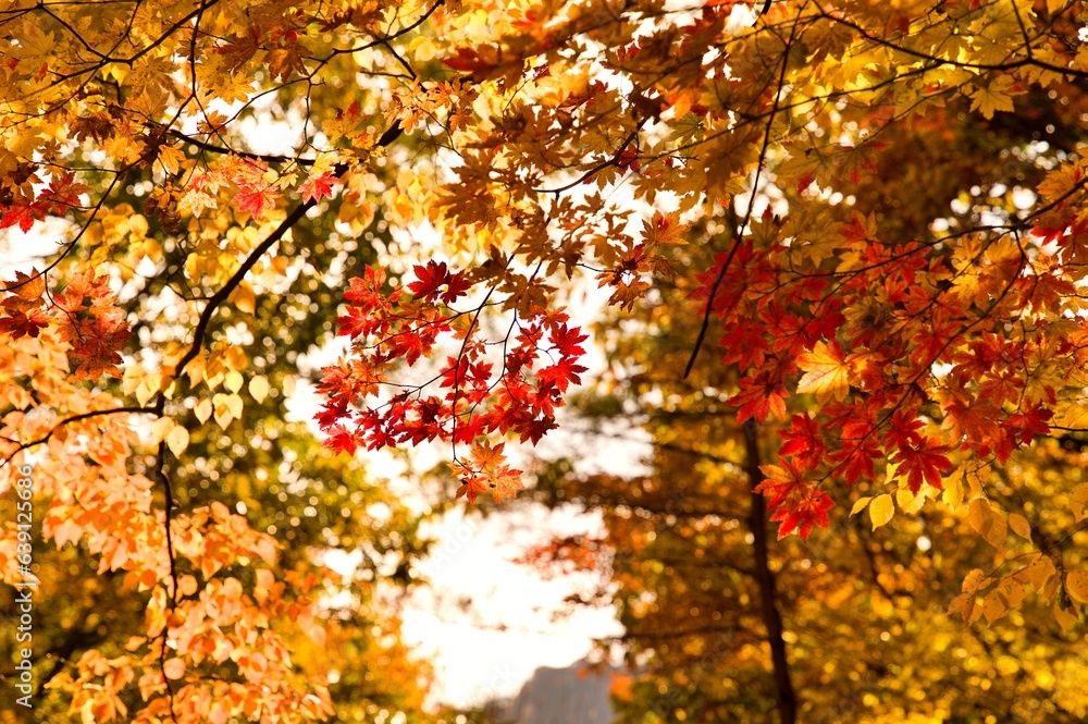 Beautiful autumn leaves in Korea