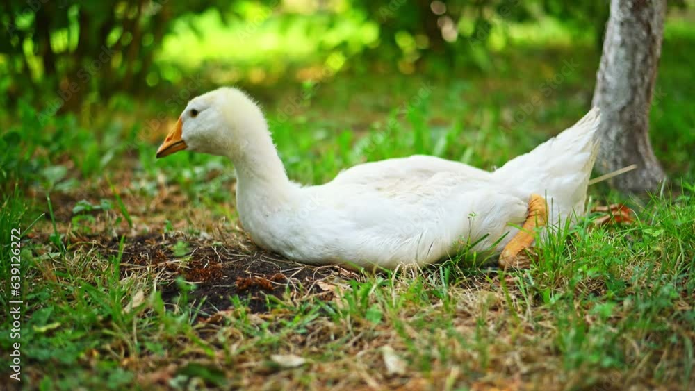 goose on the grass goose on the grass