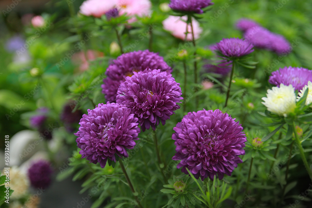 Obraz premium flowers in the garden