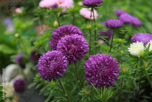 flowers in the garden