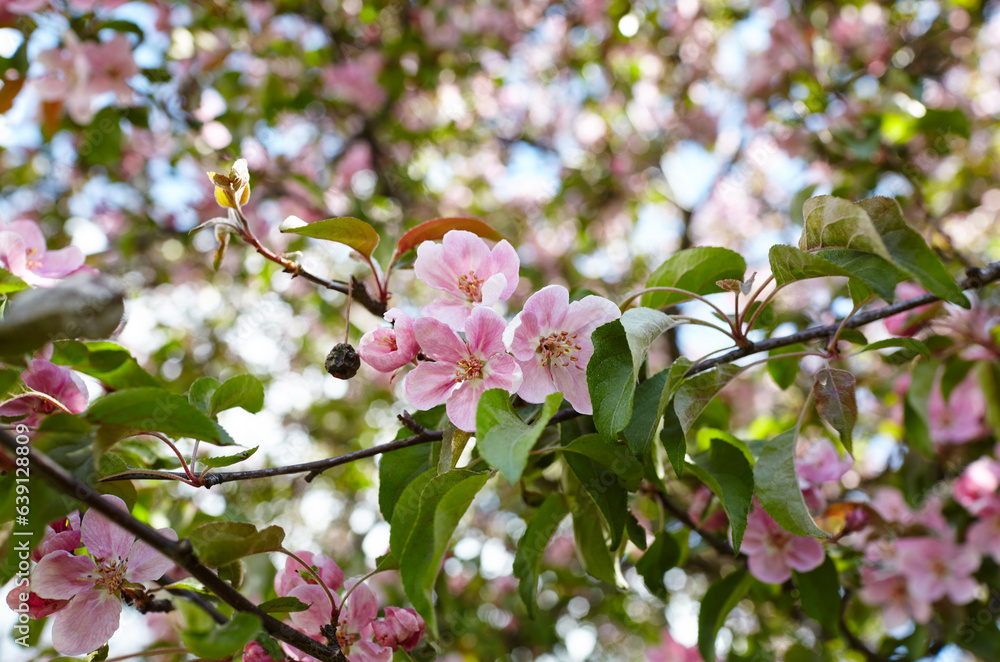Blossoming red flowers and leaves of the paradise apple trees. Flowering apple tree. Fresh spring background on nature outdoors. For easter and spring greeting cards Blossoming red flowers and leaves of the paradise apple trees. Flowering apple tree. Fresh spring background on nature outdoors. For easter and spring greeting cards