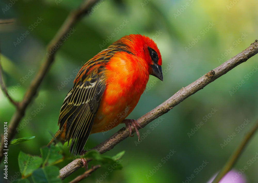 Bright red Fody bird perching in natural environment 