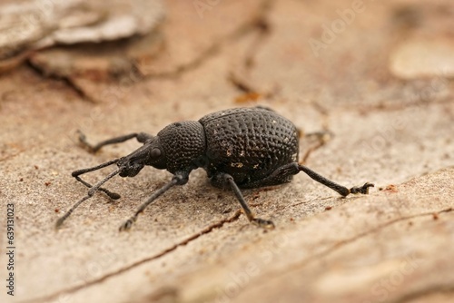 Detailed closeup on a black Curculionidae weevil beetle, Otiorhynchus gemmatus sitting on a wood photo