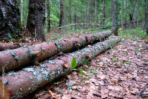 Pine trunks lying in the forest. Selective focus