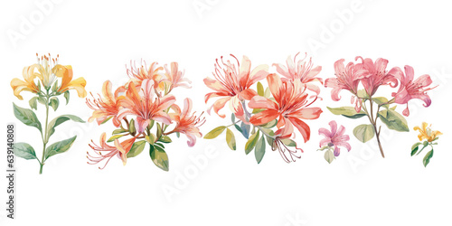 watercolor honeysuckle flower clipart for graphic resources photo