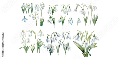 Watercolor snowdrop flower clipart for graphic resources photo