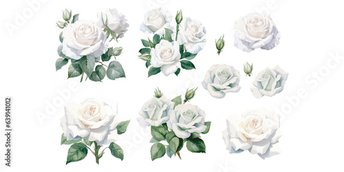 watercolor white rose clipart for graphic resources