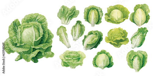 watercolor lettuce clipart for graphic resources