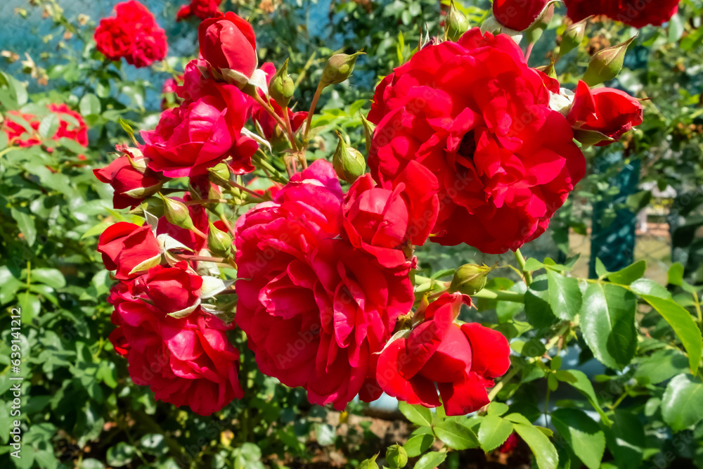 garden red roses hang on a branch close-up garden red roses hang on a branch close-up