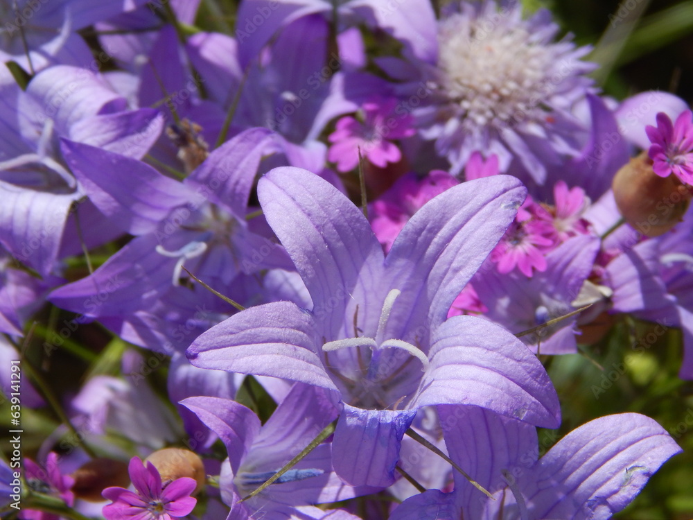 close up of flowers close up of flowers