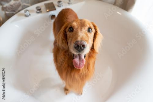 Golden Retriever in bathtub looking at camera