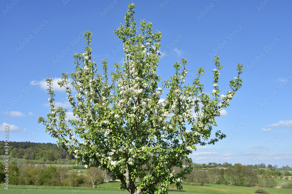 Fototapeta premium Young Apple Tree with White Flowers in Bloom in Spring in southern Germany