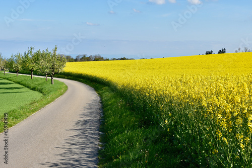 Large Rapeseed Field  Frame Right  with Country Road  Frame Left  in Rural Southwestern Germany