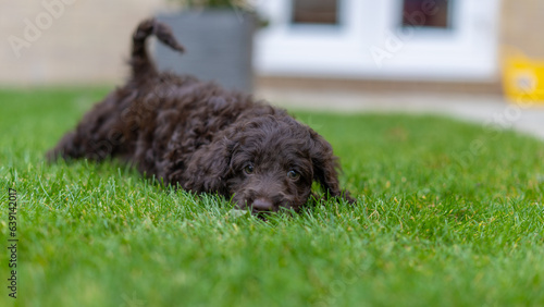 A cocker poodle puppy lying in the sun on a hot day. Puppy is waggling his tail in enjoyment.
