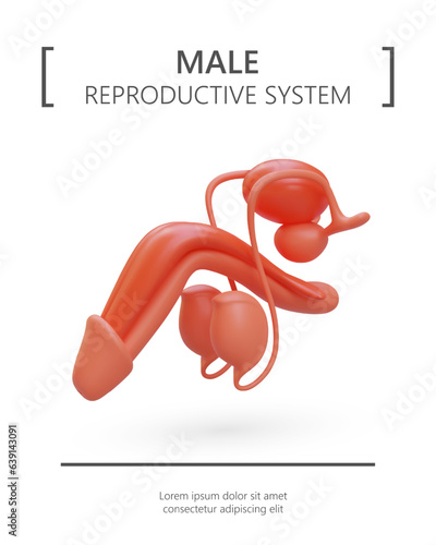 Realistic illustration of male reproductive system. Structure of men genital organ. Services of urologist, male doctor. Color poster on white background, place for text