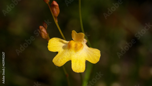 Flower of the bladderwort Utricularia chrysantha in natural habitat, Northern Territory, Australia photo