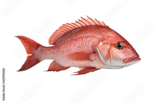 red snapper on white background