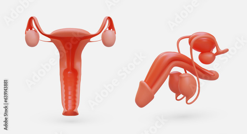 Realistic female and male organs. Human reproductive system. Detailed anatomical model. Set of vector illustrations on light background. Illustration for medical resources photo