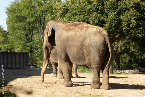 A beautiful view of an adult elephant walking in Zoo. 