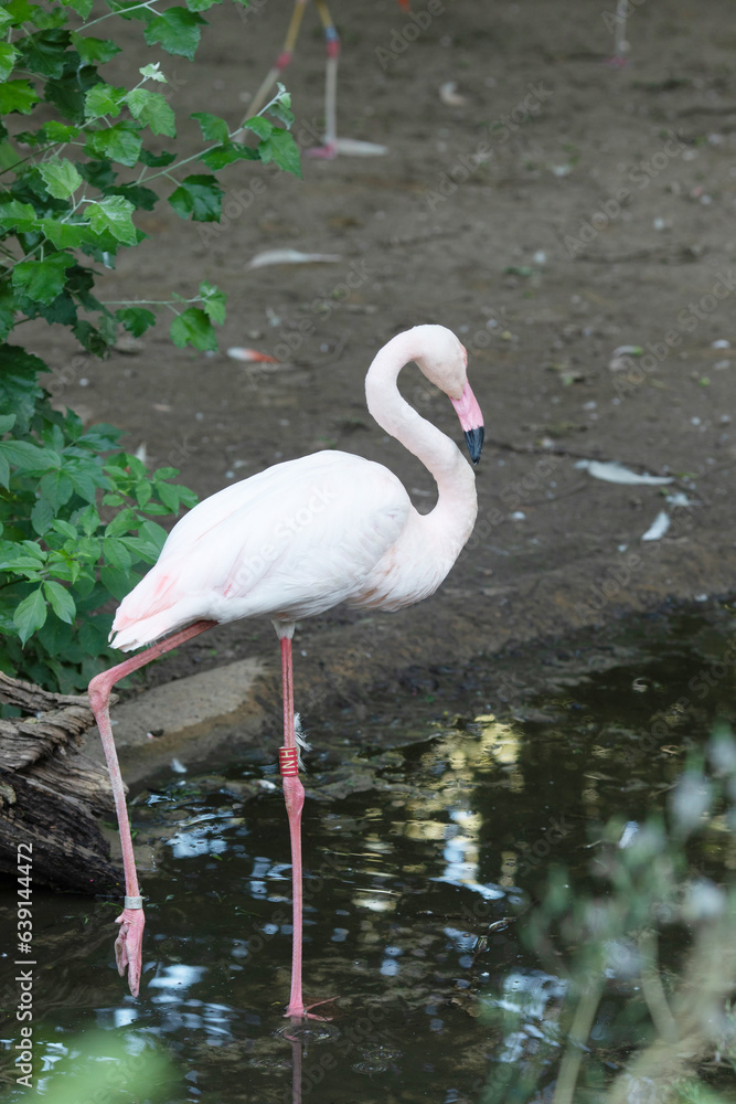 American flamingo or Caribbean flamingo. Big bird is relaxing enjoying the summertime.