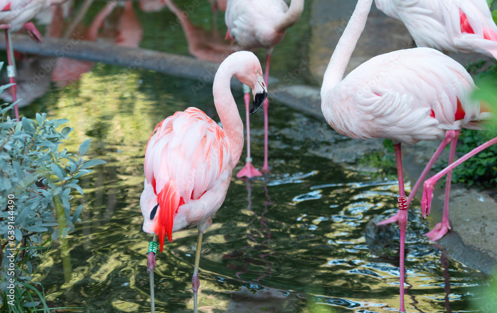 American flamingo or Caribbean flamingo. Big bird is relaxing enjoying the summertime. American flamingo or Caribbean flamingo. Big bird is relaxing enjoying the summertime.