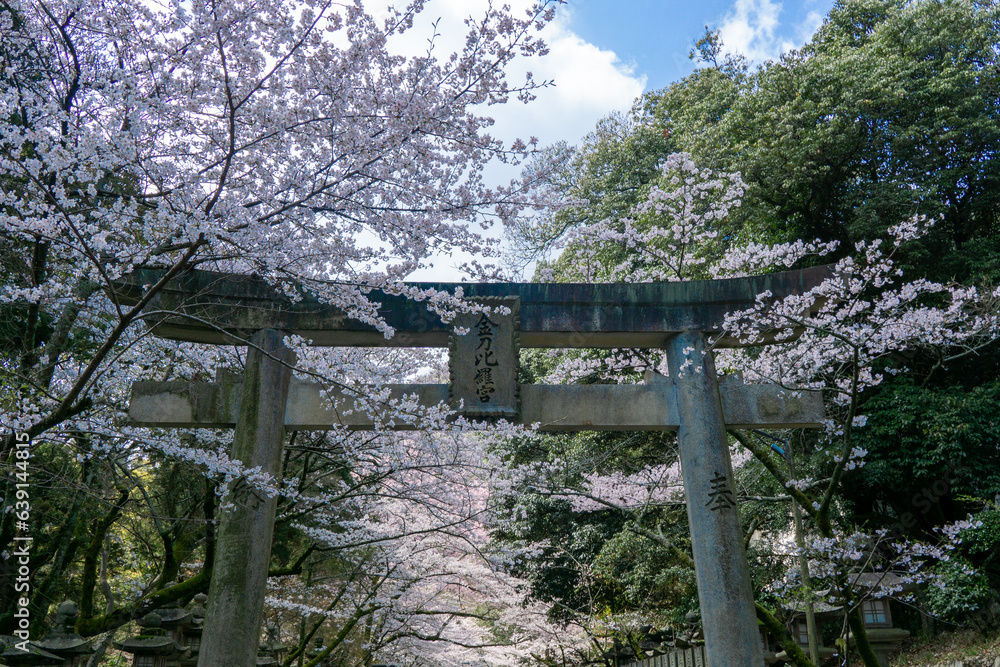 金比羅宮表参道の鳥居と桜