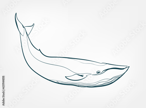 whale vector line art animal wild life single one line hand drawn illustration isolated