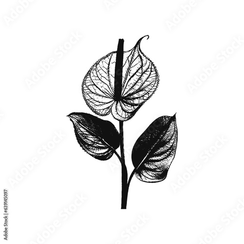Anthurium Tropical Flower on Stem Engraved Vector Sketch Illustration