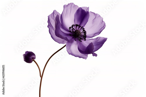 dark purple color anemone flower isolated on transparent white background, overlay, stem