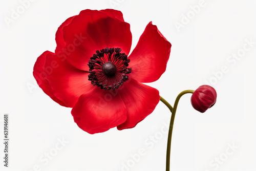 red color anemone flower isolated on transparent white background  overlay  stem